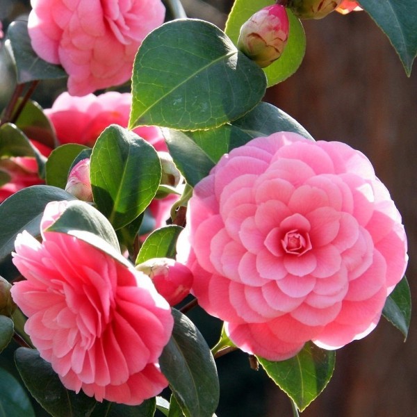 Buy Camellia plants | Camellia shrubs online for UK delivery