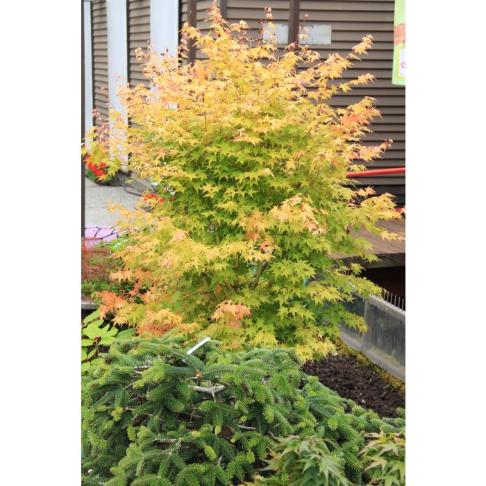 Acer palmatum Bihou - Bi Ho Golden Bark Japanese Maple Bi Hoo ...