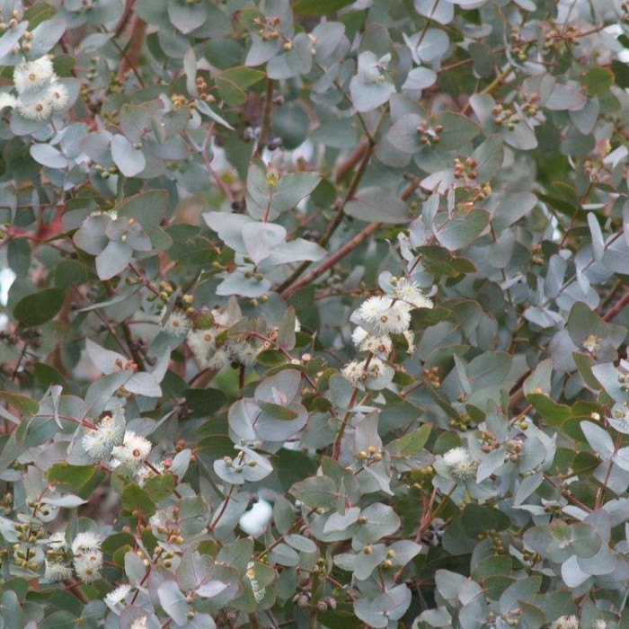 Eucalyptus gunnii - Azura Blue Fragrant Anti-Mosquito Eucaluptus