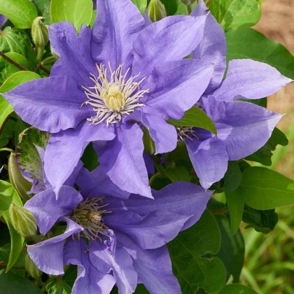 Page 2 | Clematis plants UK | Buy flowering clematis | Gardening Express