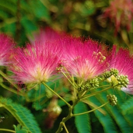 Albizia julibrissin Rouge de Tuiliere - Silk Tree - LARGE