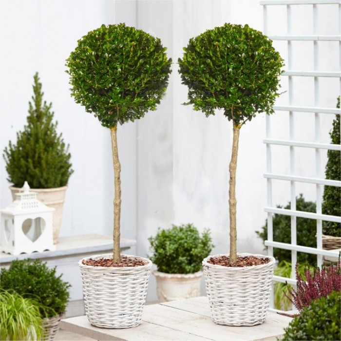 PAIR of Topiary Evergreen Buxus Lollipop Standard Trees - Stylish ...