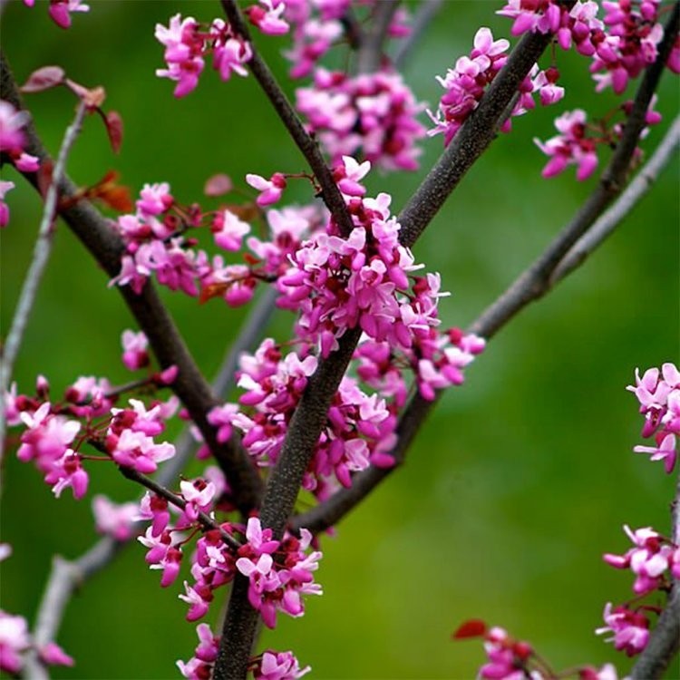 Cercis canadencis Forest Pansy - North American Redbud Tree - circa 1 ...