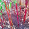 Fargesia Red Dragon - Clumping Umbrella Bamboo