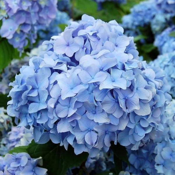 Hydrangea shrubs for sale UK | Buy Hydrangea plants online UK