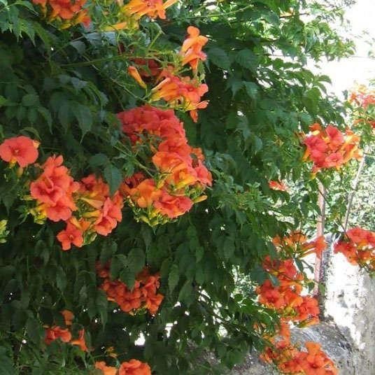 Campsis radicans Flamenco - Trumpet Vine