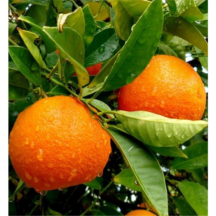 Patio Citrus Tree Collection - Orange, Lemon & Lime Tree + Free Citrus Feed