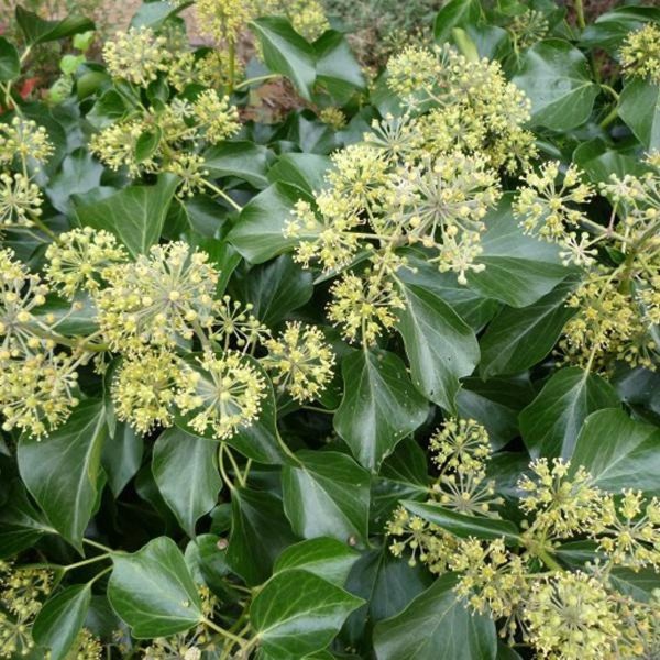 Ivy plants for sale UK Buy climbing ivy plants