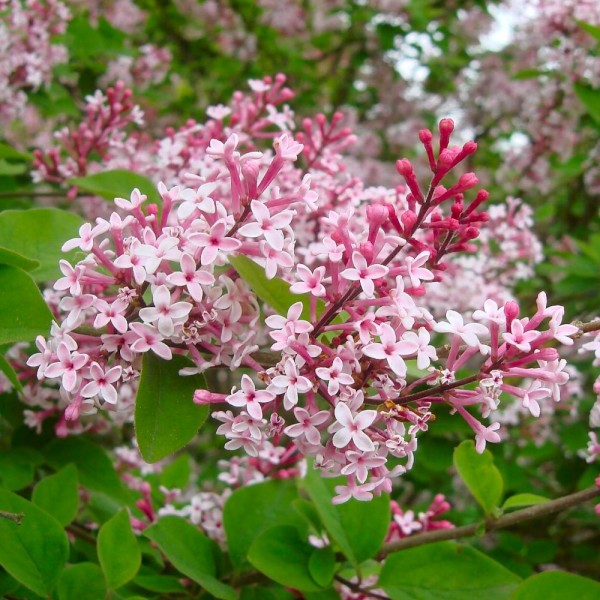 Lilac trees | Syringa | Buy Lilac shrubs online UK