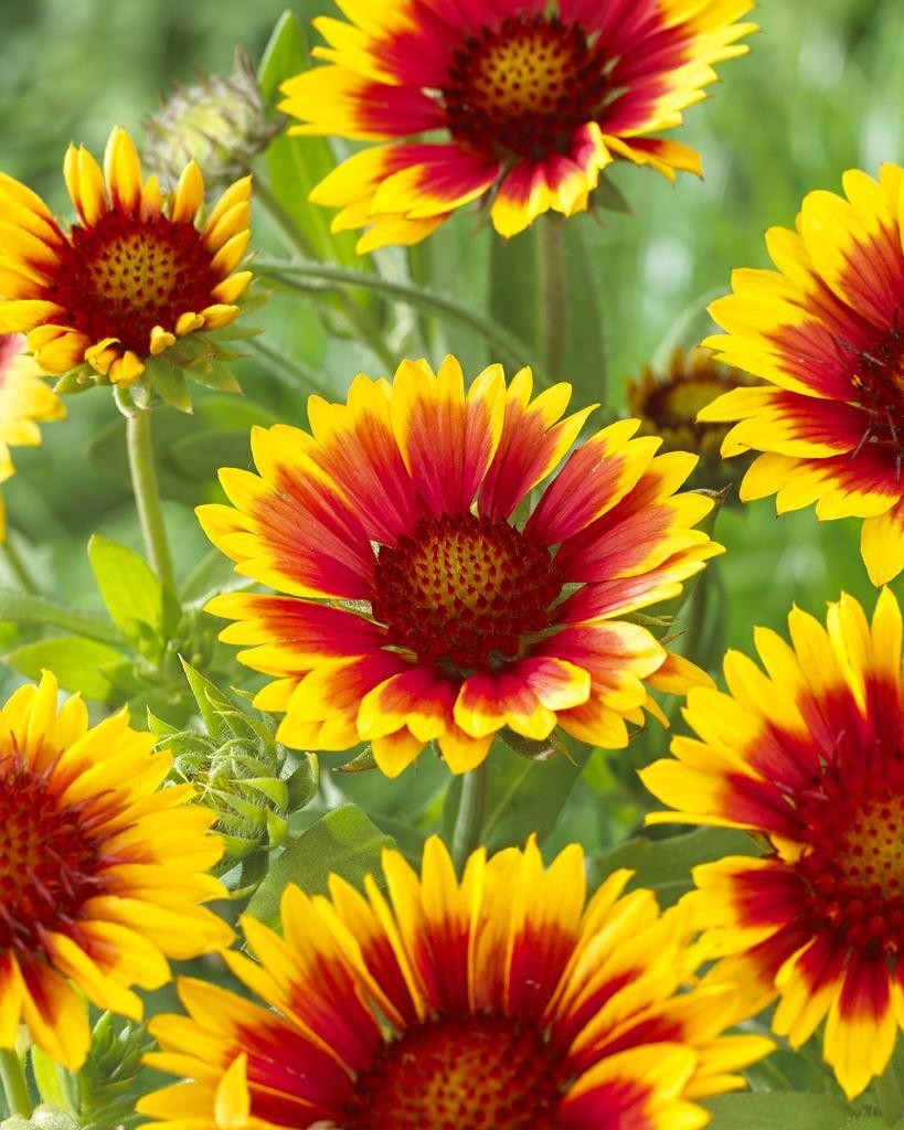 Gaillardia Kobold Goblin - Blanket Flower