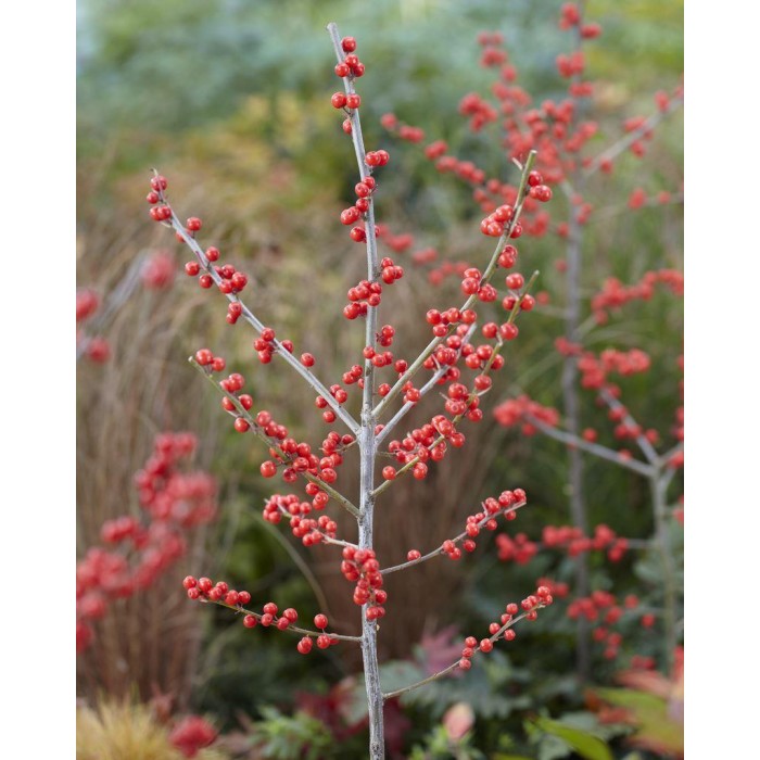 What are the Beautiful Red Berries by the Road? - LAND DESIGNS UNLIMITED LLC