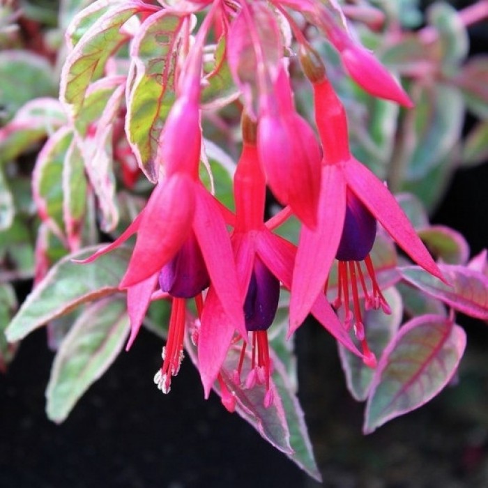 Hardy Fuchsia Sunray - Tom West - Tricolour Varigated Hardy Fuchsia