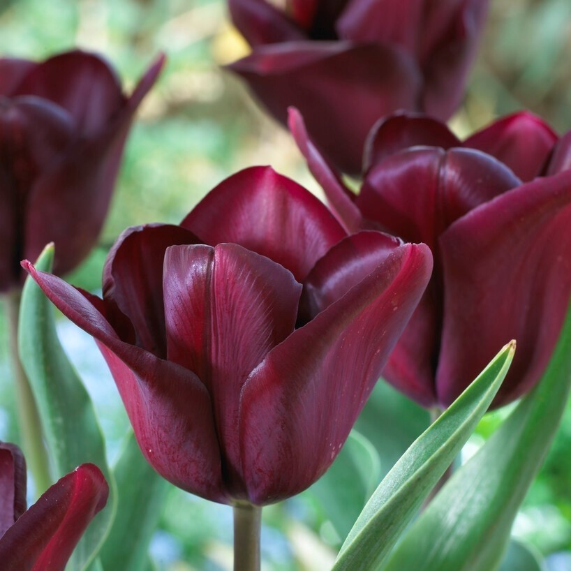 Tulip Continental - Pack of 12