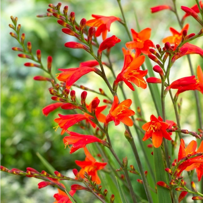 Crocosmia Red King