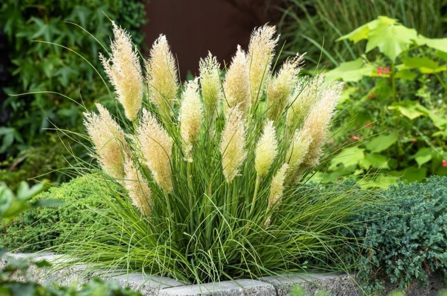 Super Dwarf Pampas Grass Cortaderia Selloana Tiny Pampa