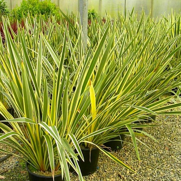 Buy Phormium plants online | Phormium shrubs for UK delivery