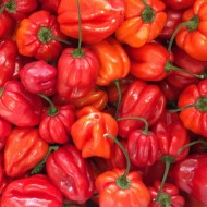 Buy chilli plants | Pepper plants for sale