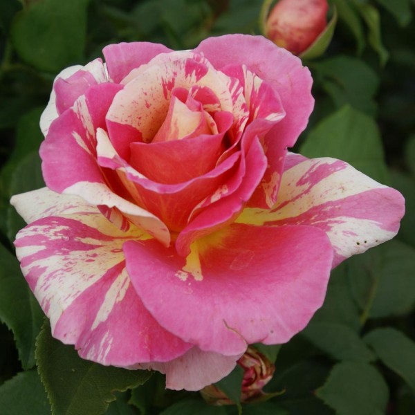 Page 2 | Gardening Express - Cimbing Roses