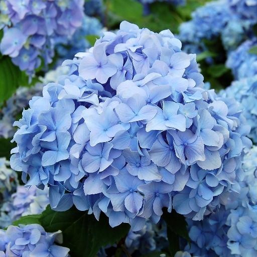 Hydrangea macrophylla Nikko Blue