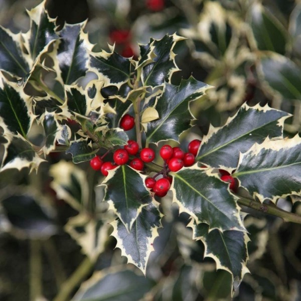 Holly Trees | Holly Trees for Sale UK | Buy holly trees