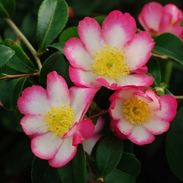 Page 4 | Buy Camellia plants | Camellia shrubs online for UK delivery