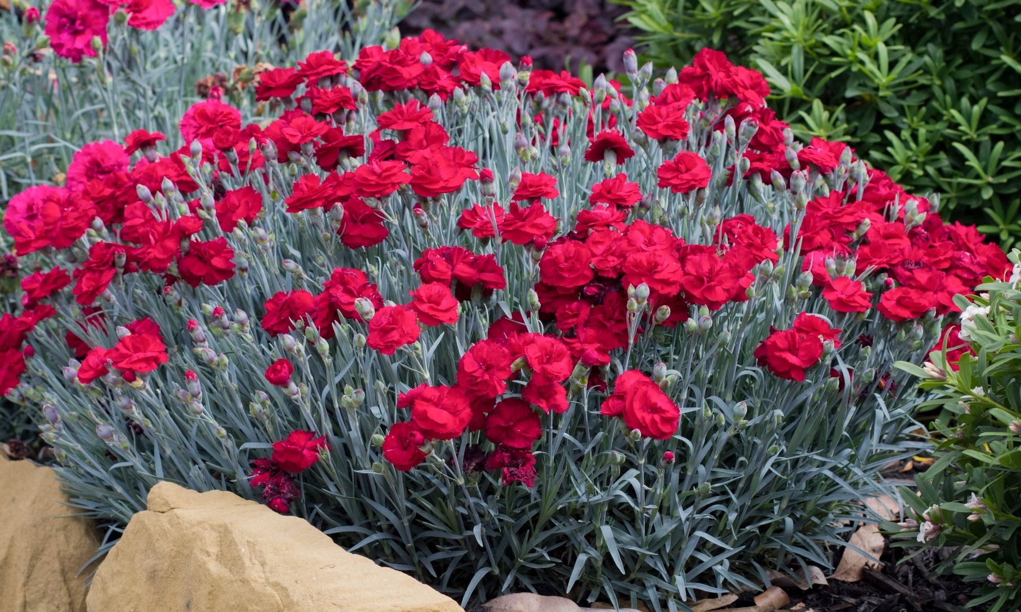 Dianthus Rebekah - Sumptuous Crimson Cherry Red Flowers - In Bud & Bloom