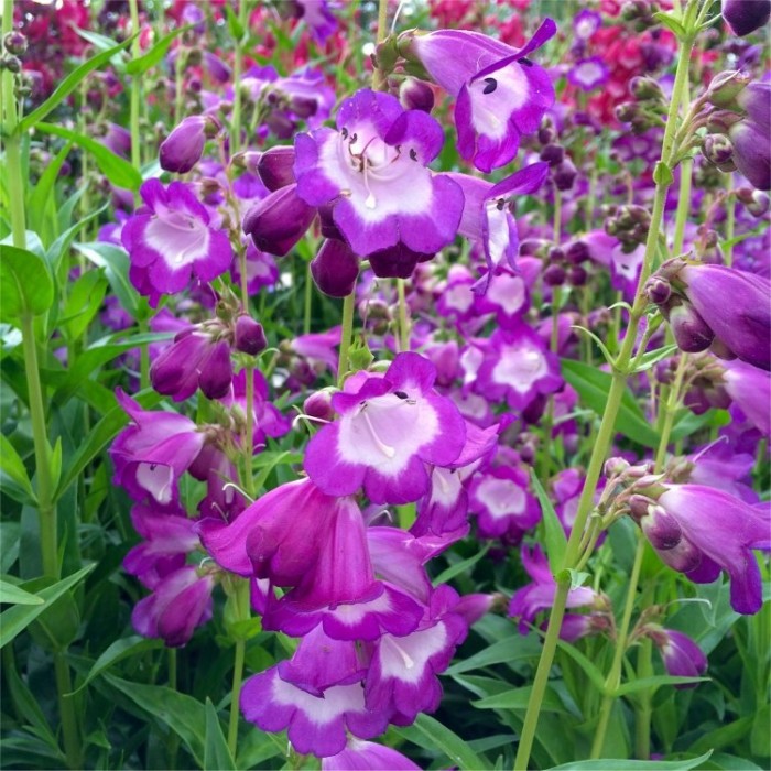 Penstemon Pensham Czar