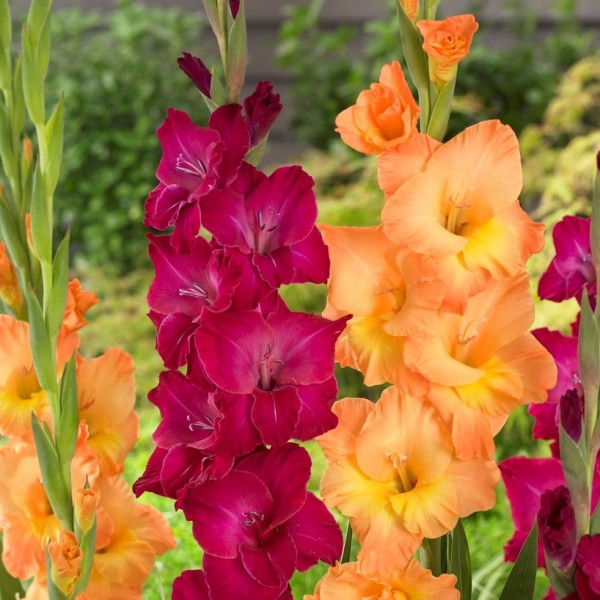 Gladiolus Blue - Pack of 25 Gladioli Corms