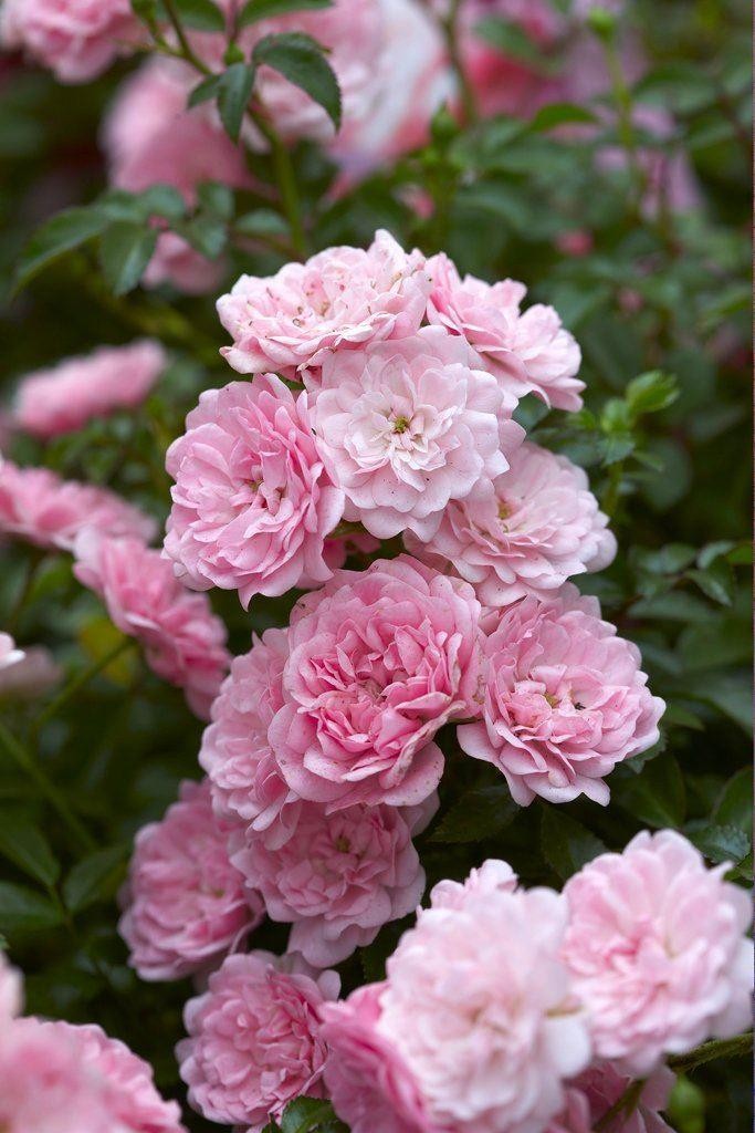 Rose Super Fairy - Climbing Rose