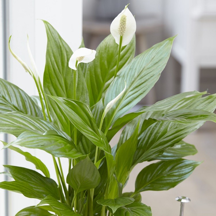 LARGE Spathiphyllum 'Alana' - Peace Lily in White Display Pot