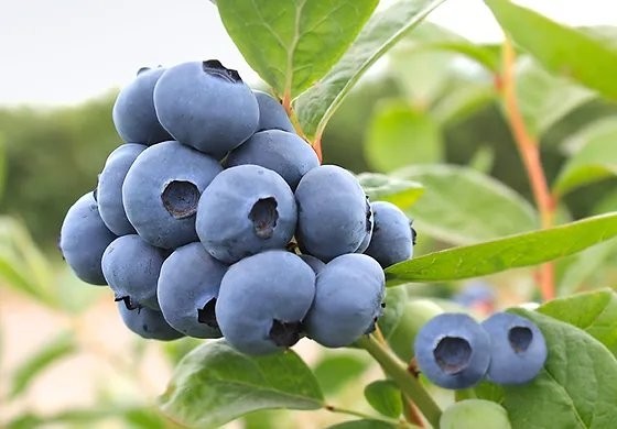 GIANT Blueberry - MEGASBLUE - Vaccinium corybosum