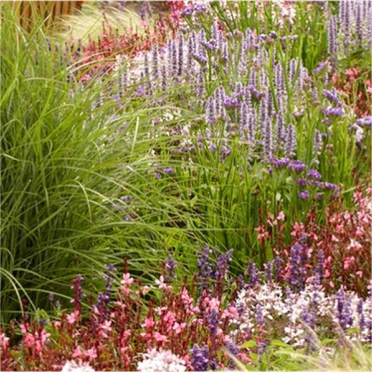 TWENTY Established Cottage Garden Plants - Hardy Perennials Perfect for ...