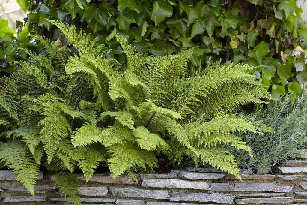 Polystichum setiferum 'Herrenhausen' - Soft Sheild Fern