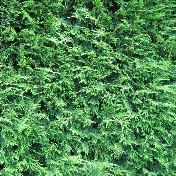 Leylandii - Green Leyland Cypress - Cuprocyparis leylandii - Approx. 5 ...