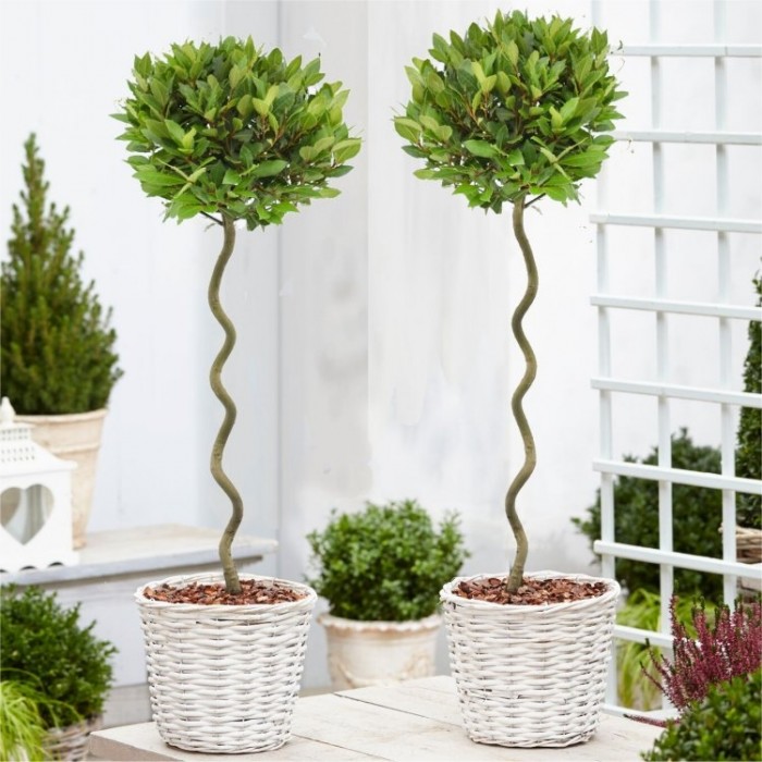 Pair of Corkscrew Standard Lollipop Spiral Bay Trees - Laurus nobilis ...