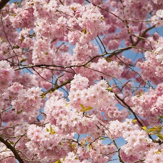 Prunus Accolade - Cherry Blossom Tree - circa 100-120cms