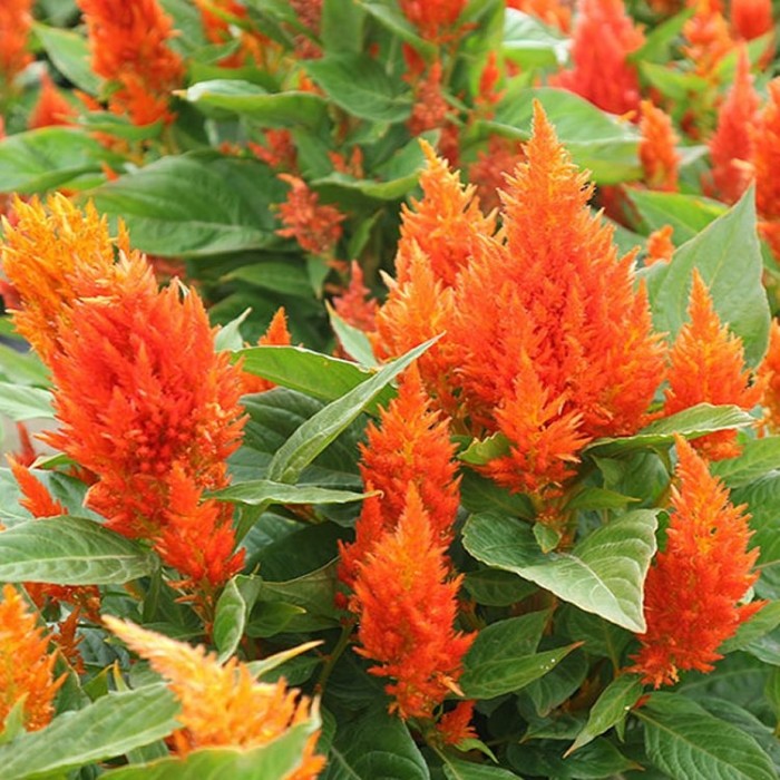 Celosia Orange Feather - In Bud & Bloom