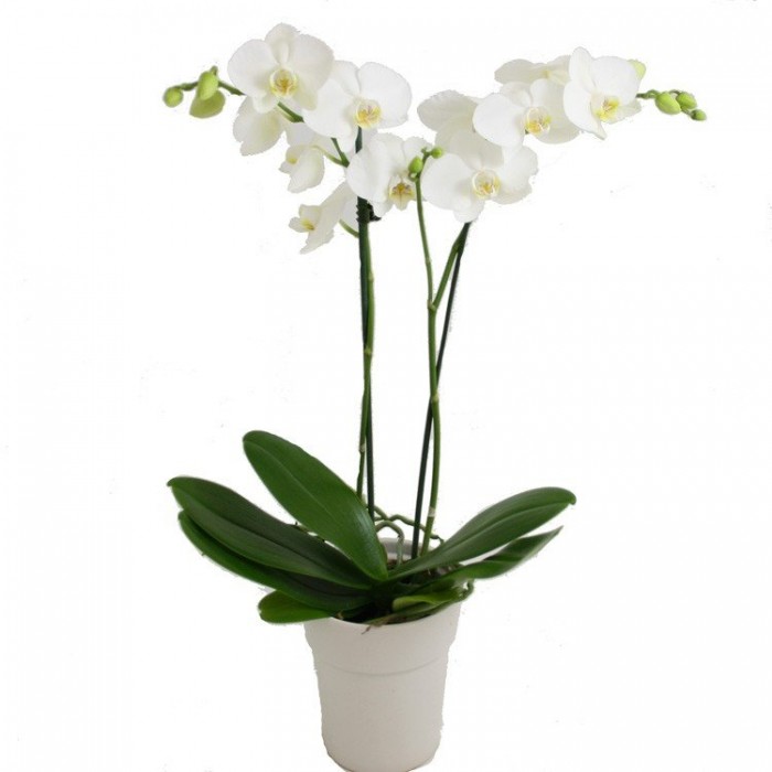 Phalaenopsis - White Moth Orchid - Complete with classic white display pot