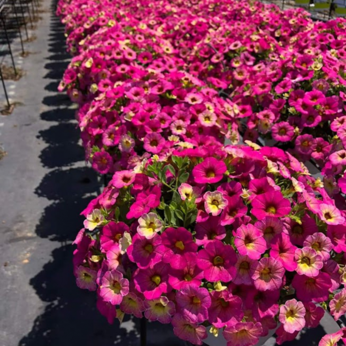 Calibrachoa Ombre 'Pink' - Pack of SIX Potted Plants