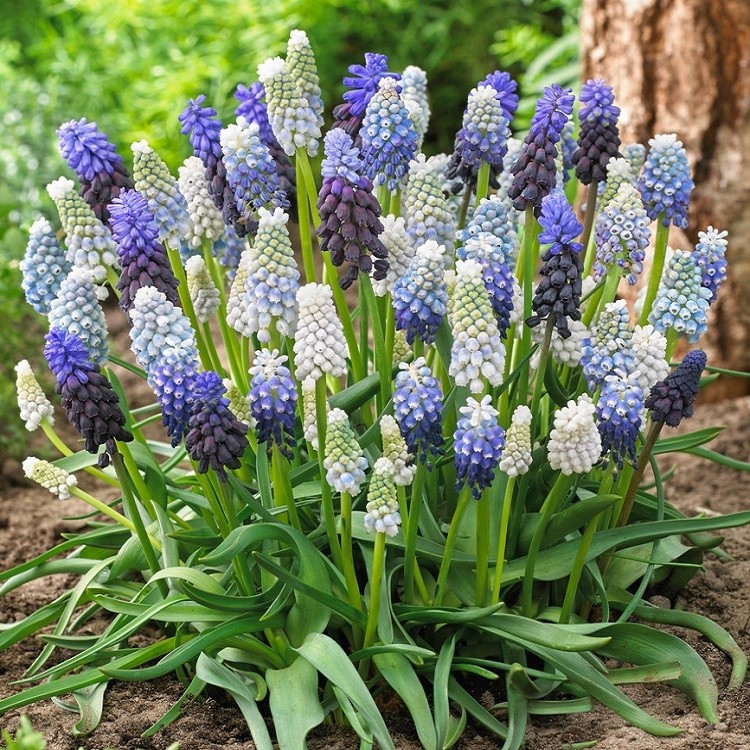 Muscari Blue & White Mix - Alba-armeniacum - Pack Of 20