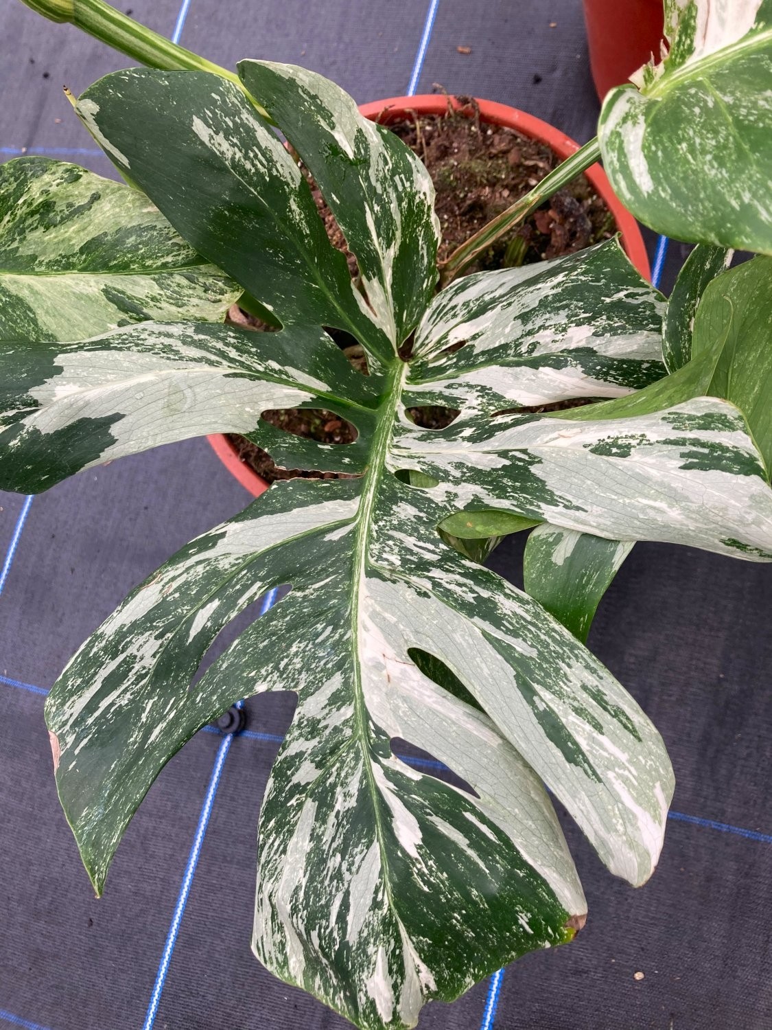 LARGE - Monstera deliciosa variegata - Variegated Swiss Cheese Plant
