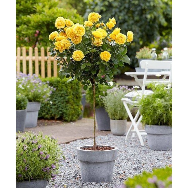 rose-trees-patio-standard-rose-trees-gardening-express