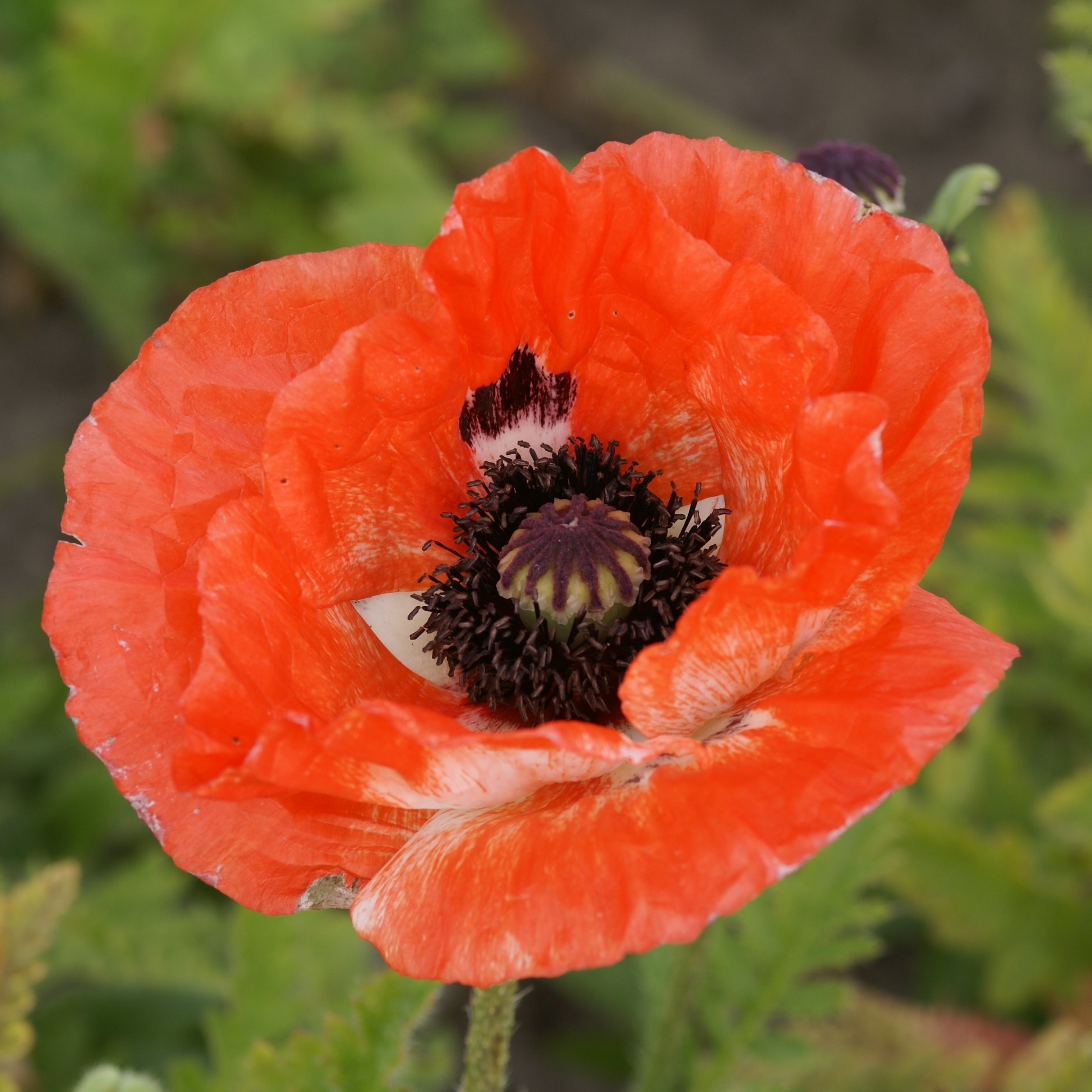 Poppy - Papaver Mega Mix - Pack of TWENTY