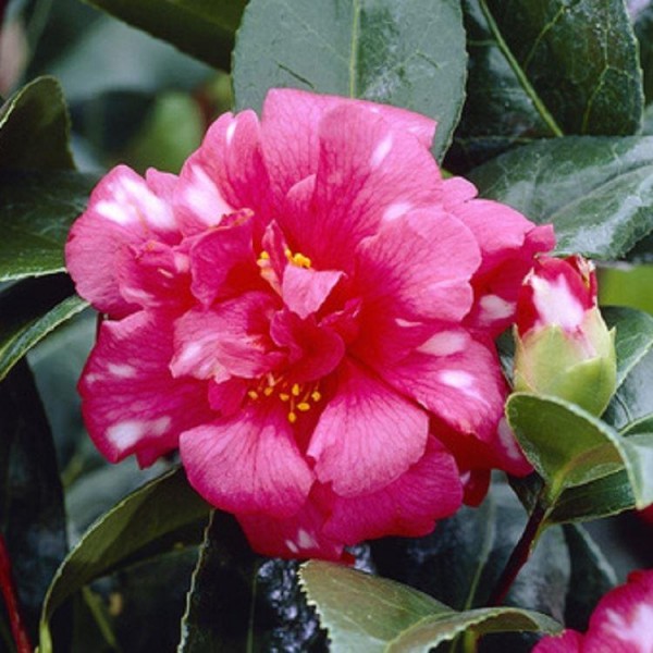 Page 4 | Buy Camellia plants | Camellia shrubs online for UK delivery