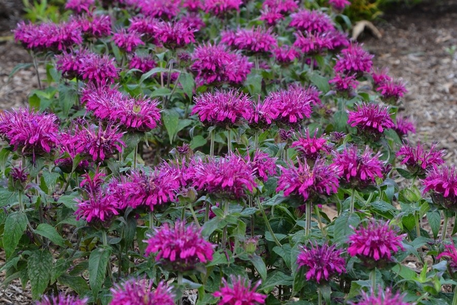 Monarda Blue Stocking