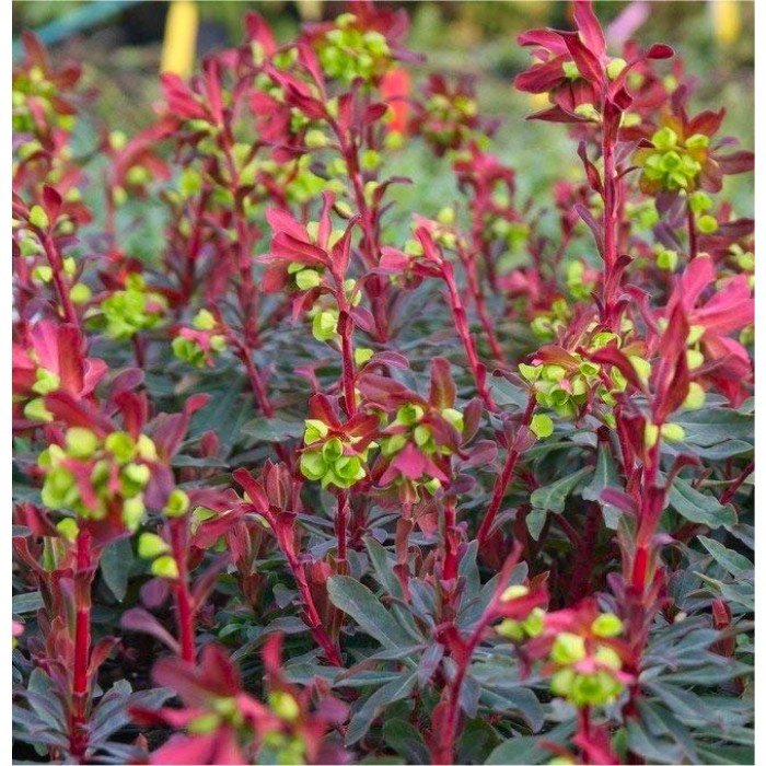 Euphorbia amygdaloides Purpurea - Purple Leaf Euphorbias