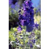 Delphinium Black Knight