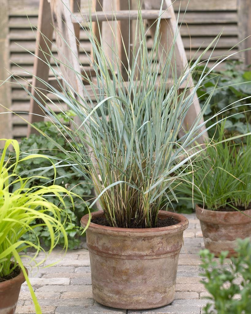 Elymus Magellanicus