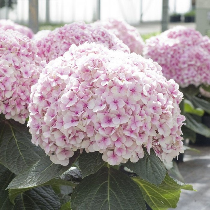 Image of Hydrangea avant garde single flower