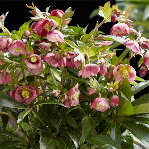 Hellebore plants for sale | Buy Hellebores UK delivery